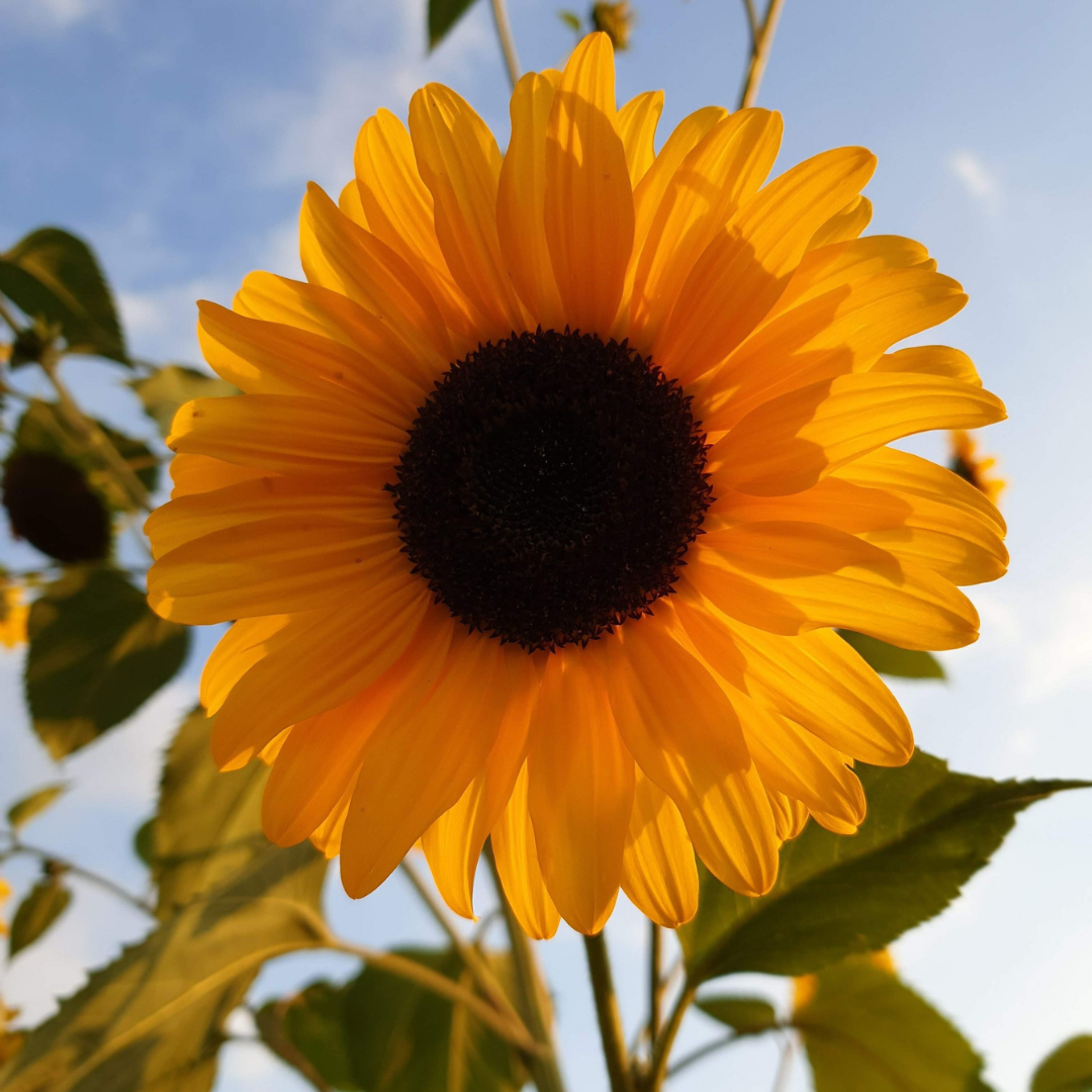 Sonnenblume (2)